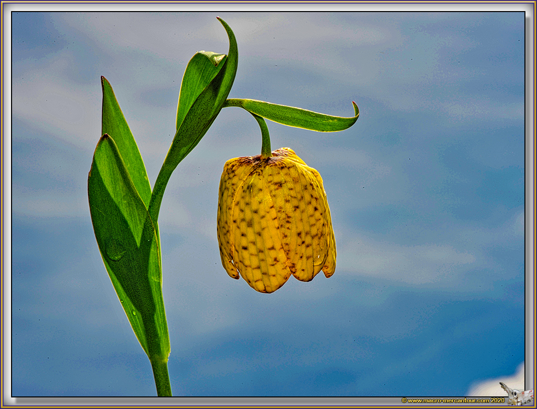 Fritillaire de Moggridge